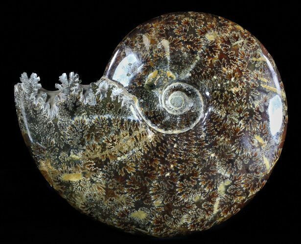 Polished, Agatized Ammonite (Cleoniceras) - Madagascar #54416